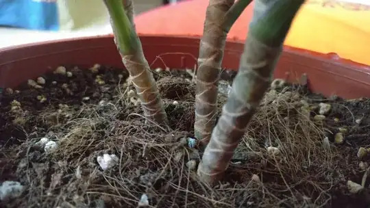 Dragon Tree Base
