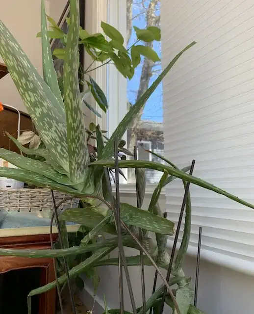 Aloe vera plant