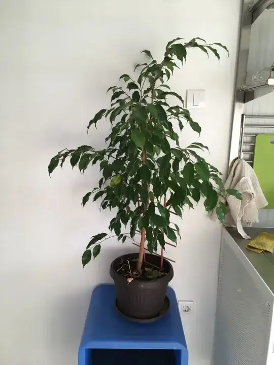 whole plant
