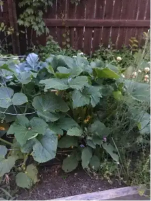 garden picture