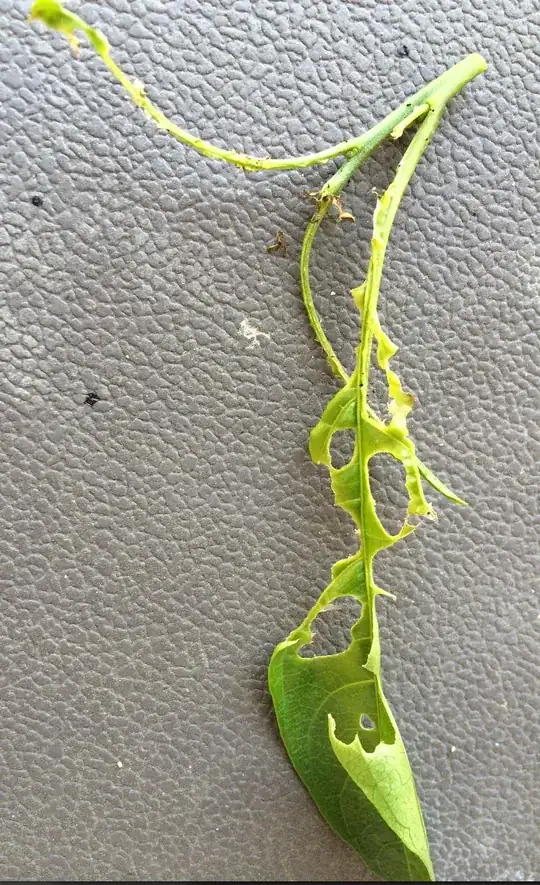 Night-blooming Jasmine (cestrum nocturnum) leaves are being eatin by something