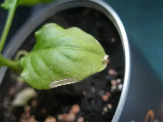 Another sick leaf