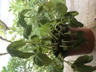 here is the wilted herb!