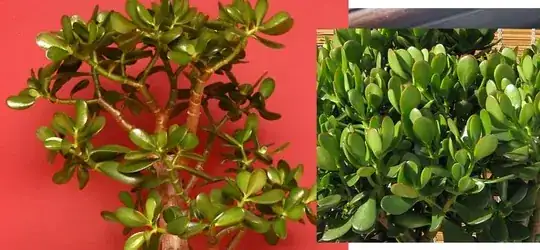 Crassula Ovata