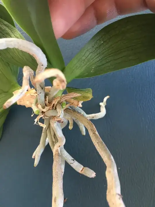 orchid twin 2