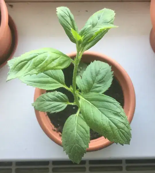 probably peppermint