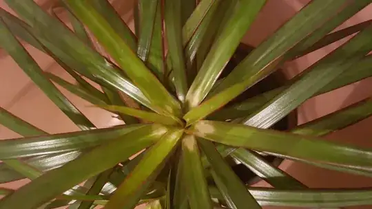New leaves growing white