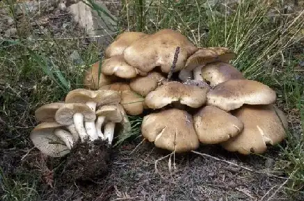 Fried Chicken Mushroom