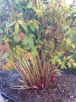 Base of plant