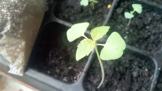 back of leaf