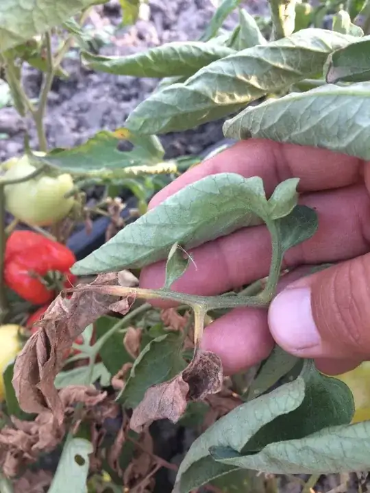 tomato fungus