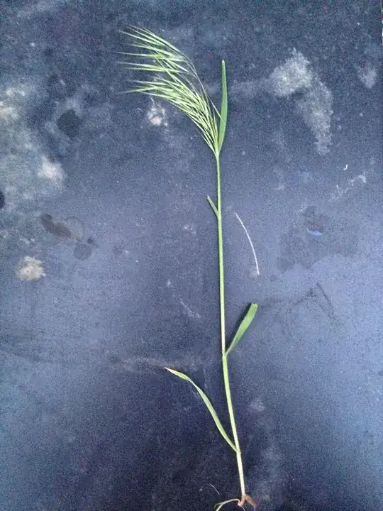 grass!
