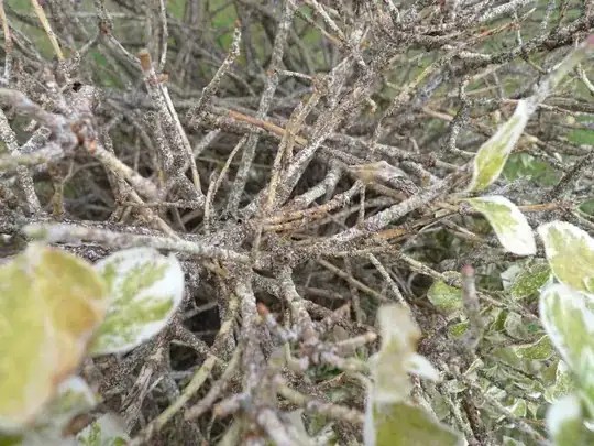 Scaly branches