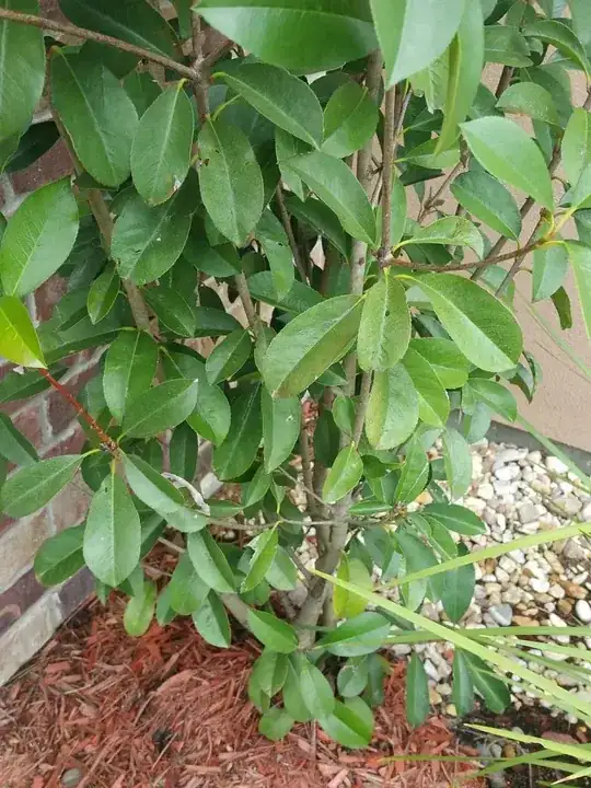 close up of stems