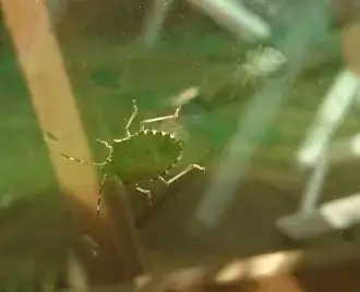 Unknown bug
