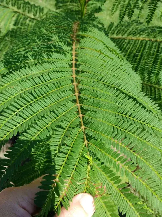 Leaf