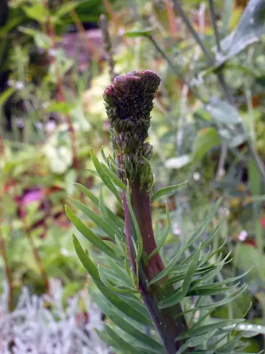 Toadflax Mutation