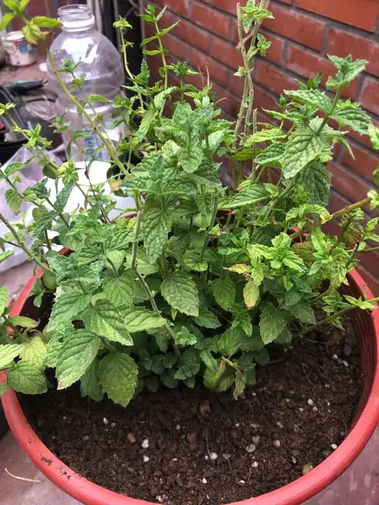 Not quite peppermint, I think