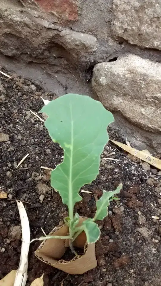 Cabbage