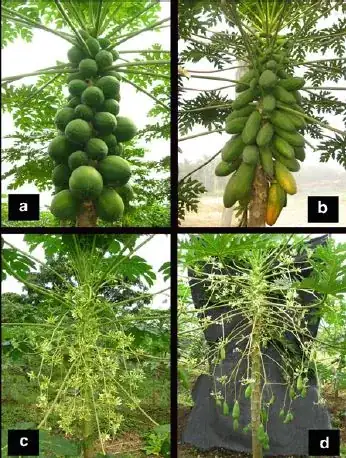 Papaya