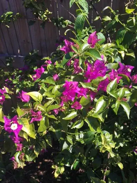 Bougainvillea