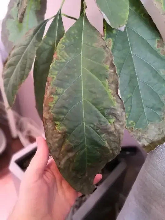 Zooming in on a leaf