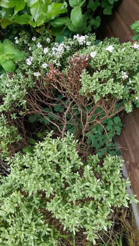 Hebe, trimmed after frost damage