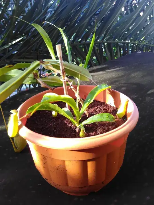 N. Alata doing fine 