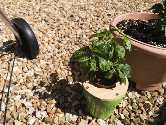 Small plant