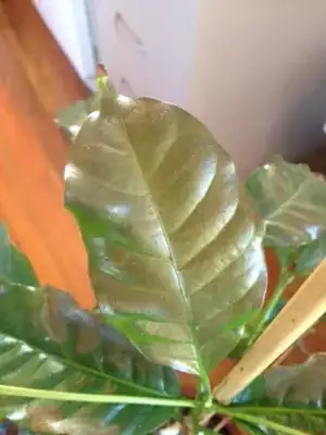 Closeup of a leaf