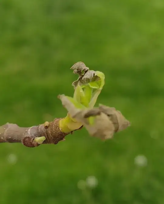 Dead fig tree leaves
