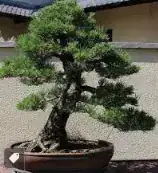 Japanese Black Pine