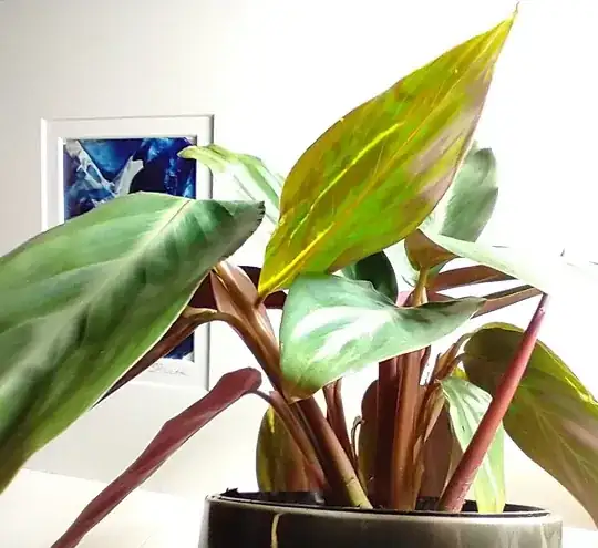 Stromanthe