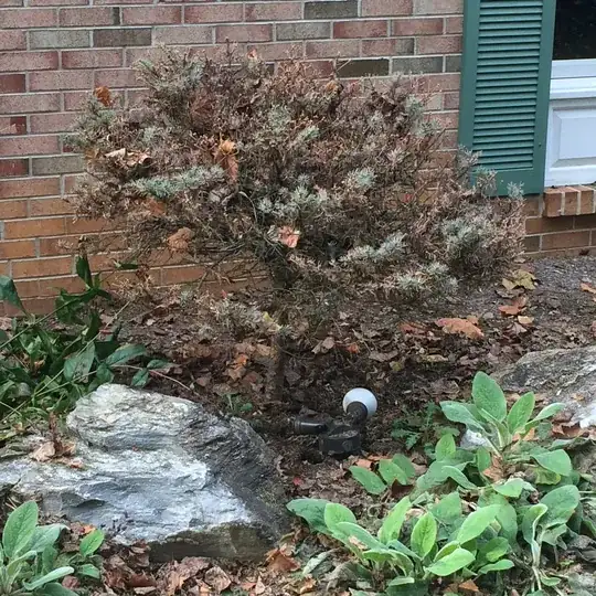 Dwarf conifer 2017