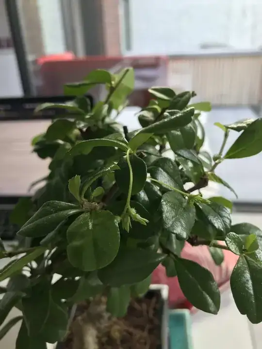 Close up of bonsai leaves with emerging flowers