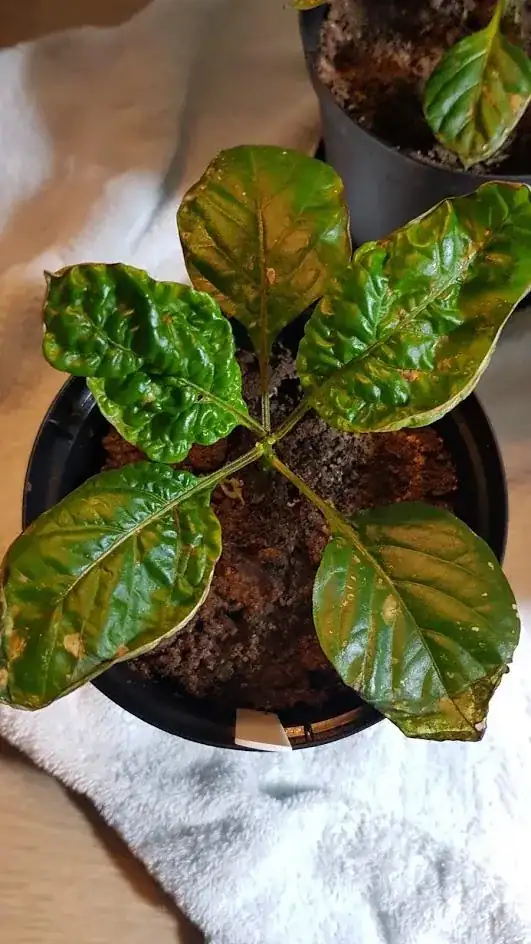Plant