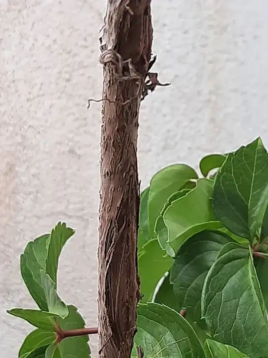 virginia creeper stem damage
