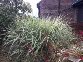 Miscanthus