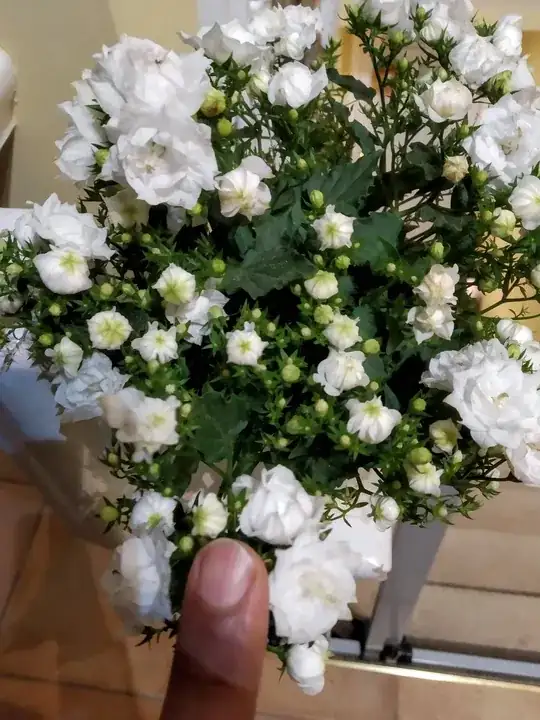 Here is a picture with my finger right next to a full sized flower