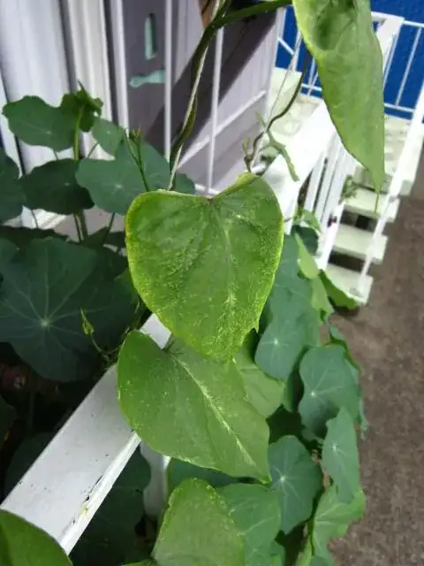 morning glory leaf 5