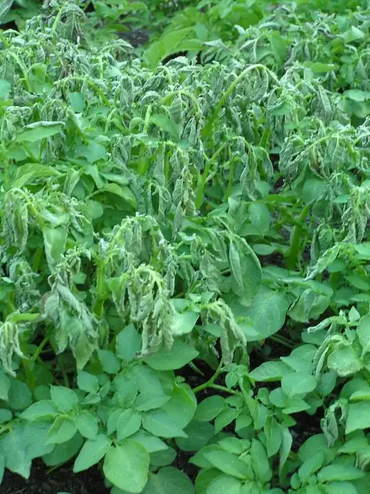 Frost damaged potatoes