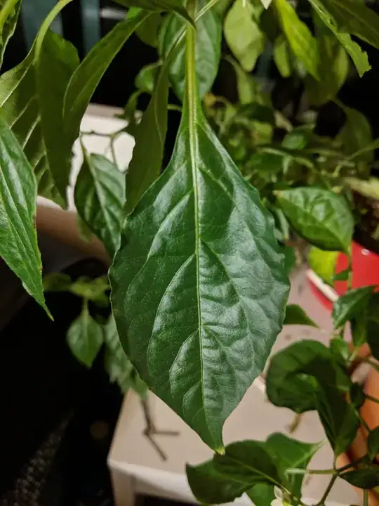 leaf