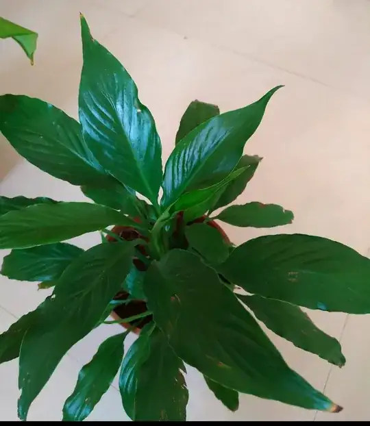 whole plant
