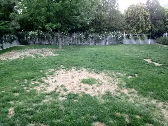 patchy grass