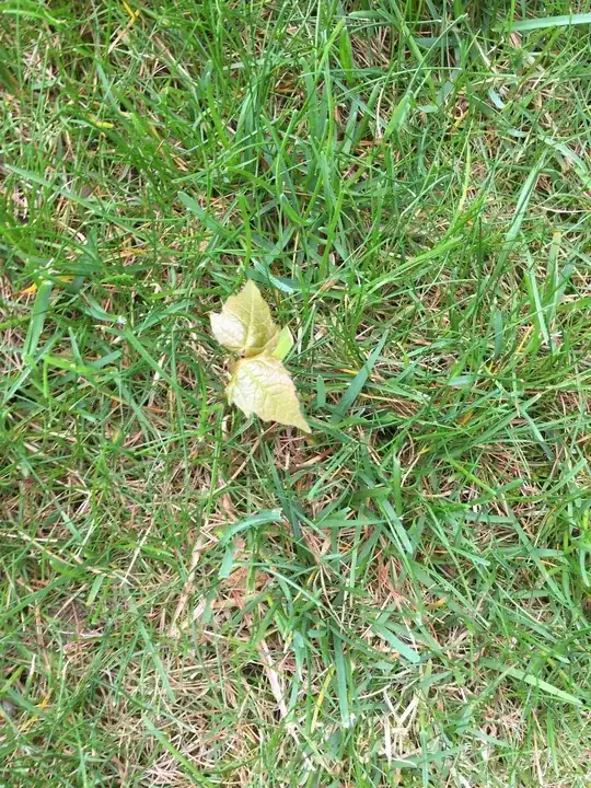 leaf in lawn