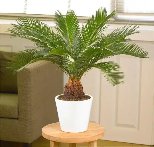 picture of the palm tree in question