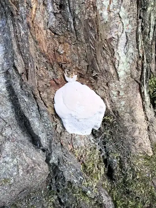 Plum tree growth