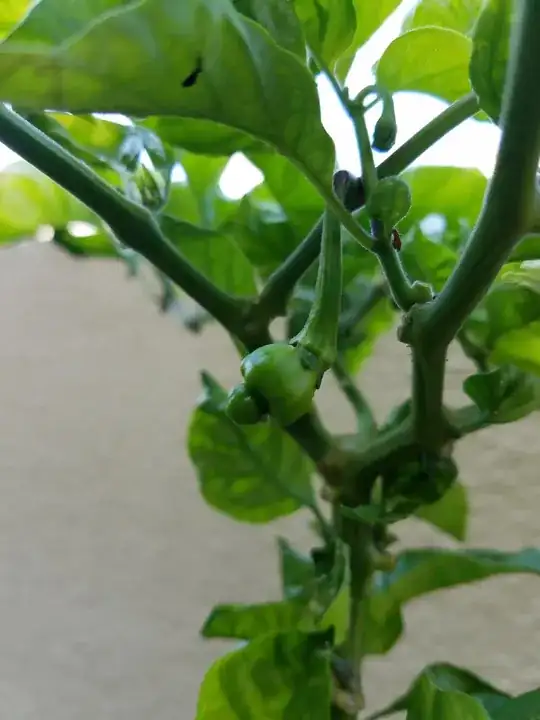 FIRST FRUIT