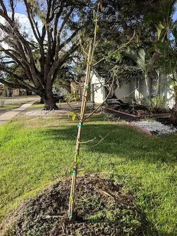 Whole Tree