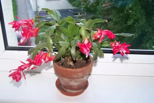 Christmas Cactus with bloomed flowers